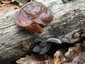 Júdásfülgomba (Auricularia auricula-judae), Vértes